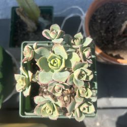 Aeonium Haworthii Succulent 