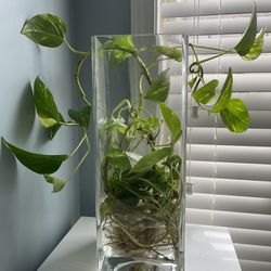Pothos In A Nice 15 1/2” Tall Vase