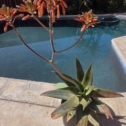 Aloe Vera Plant 
