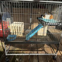 Guinea Pig Cage