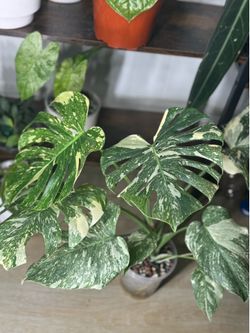 Monstera Thai Constellation