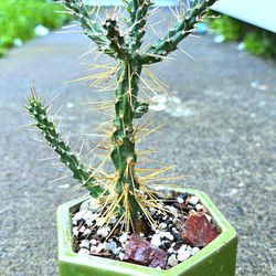 INSANELY RARE & CRITICALLY ENDANGERED!!! Potted Cylindropuntia Hystrix 