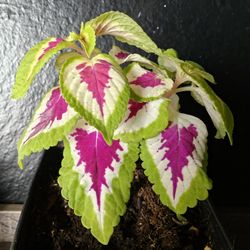 Coleus Plant 
