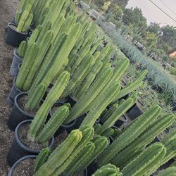 San Pedro Cactus 