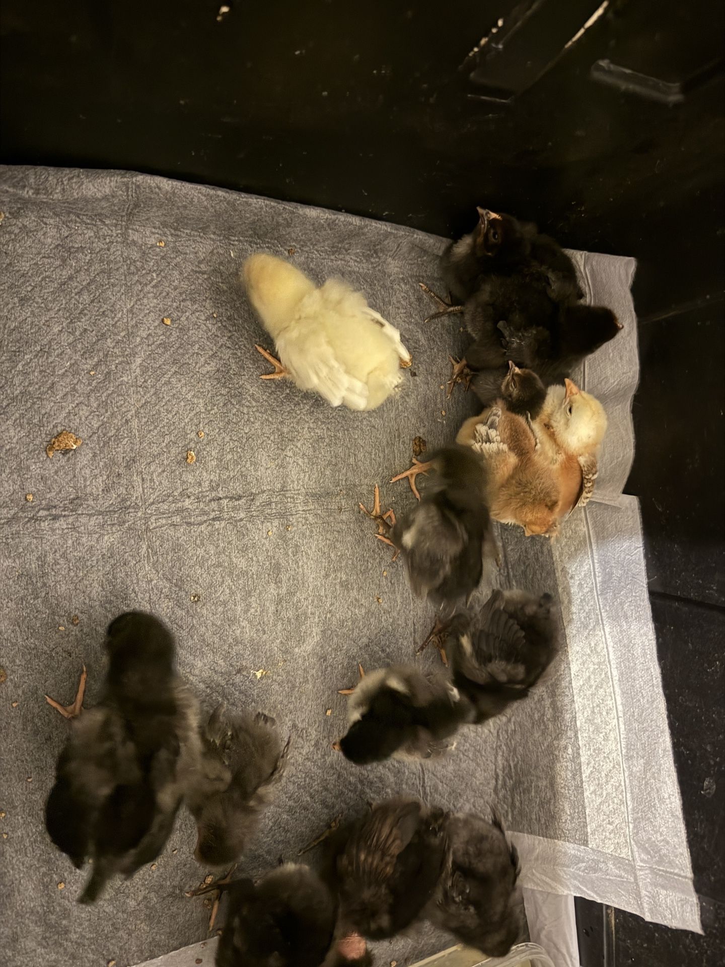 chick brooder 