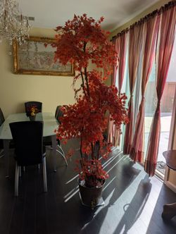 Maple Tree