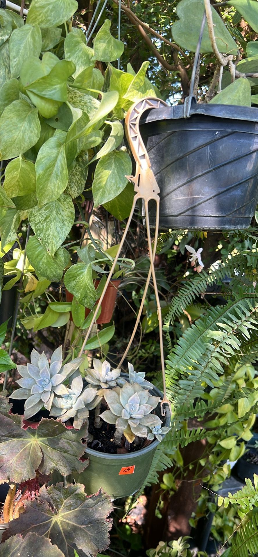 Hanging Basket Succulent Plant Live Available