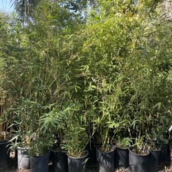 5 Gallon Size Bamboo Plants - Multiple Varieties Available -!approximately 4-6 feet tall 