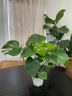 6in Monstera Deliciosa