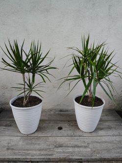 Dracaena Trees