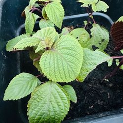 Perilla  plants 🪴