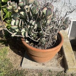 Plant Pots
