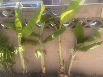Banana palm/ palma de banano