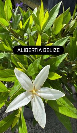 🌿 ALIBERTIA
