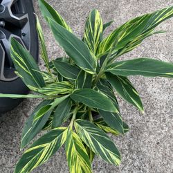 Variegated ginger Plant 
