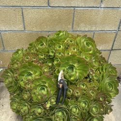 Succulent Cuttings (3 cuttings for $5)