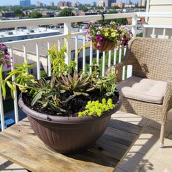 Tabletop succulents garden