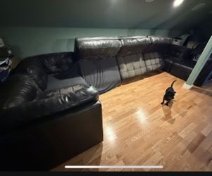 Free sectional couch dog not included