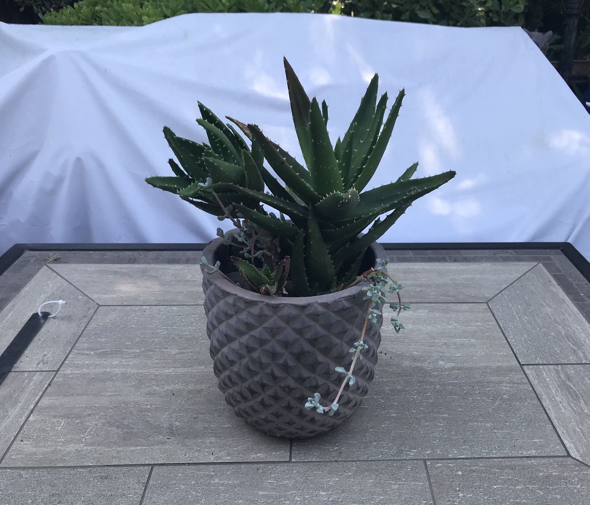 A large clay pot with lots of Tiger Tooth aloe succulents