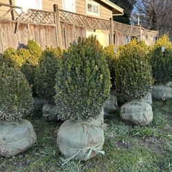 Suffruticosa Dwarf Boxwood (egg Shaped) From 15” To Over 2ft