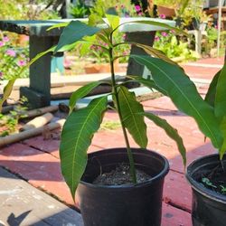 Mango Plant In Pot Ready To Plant Healthy