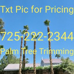 Palm Tree Trimming 
