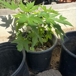 10” Pot Papaya Plants 