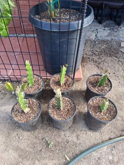 Dragonfruit Plants