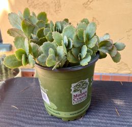 Lavender Scallops plant / succulent