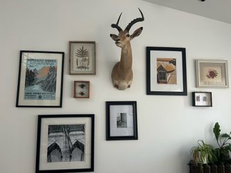 Impala shoulder mount