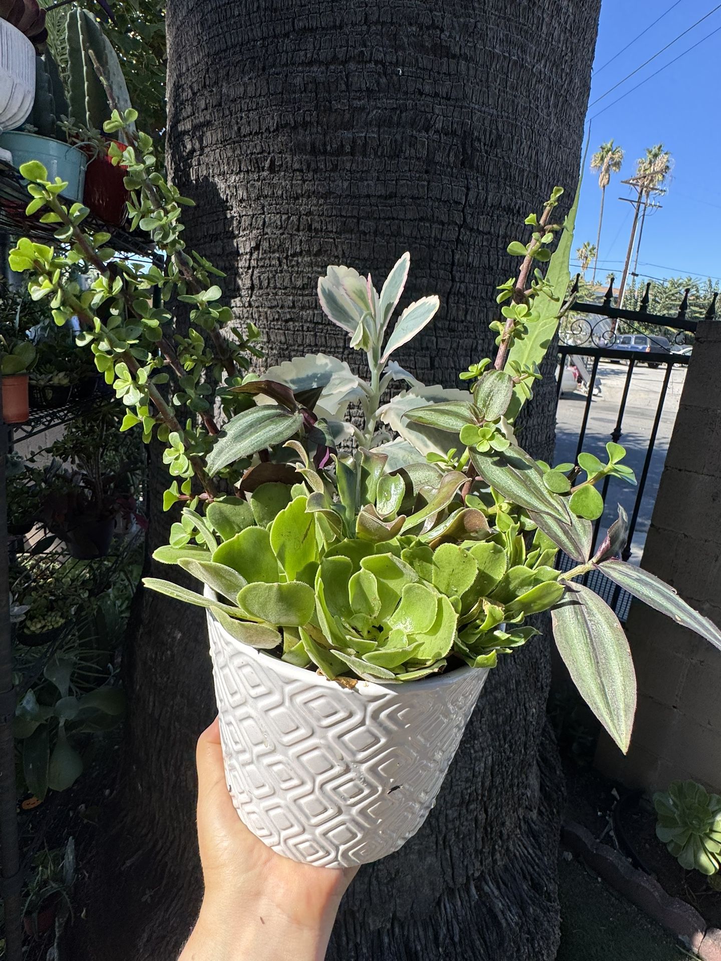 Pretty Succulents In Ceramic Pot 