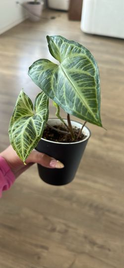 Plants