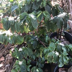 Coffee Tree 
