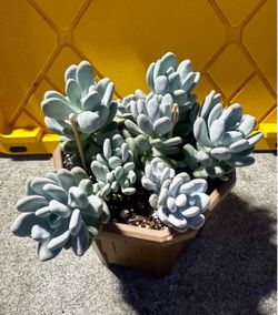 Blue moonstone