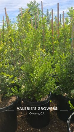 Boxwood