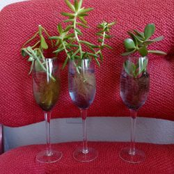 Three Plants In Three Glass And Water