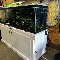 125 Gallons And Stand 