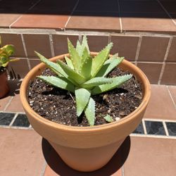 Aloe brevifolia succulent