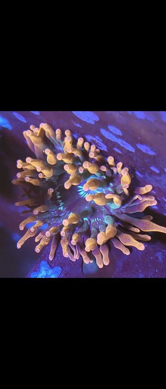 Reef Tank Decor Bubble Tips