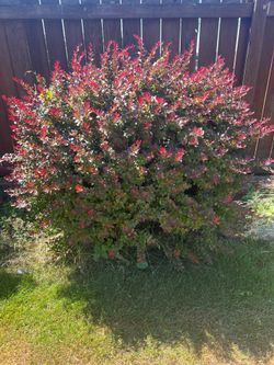 Shrub