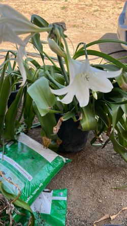 Amaryllis Plants White Flower