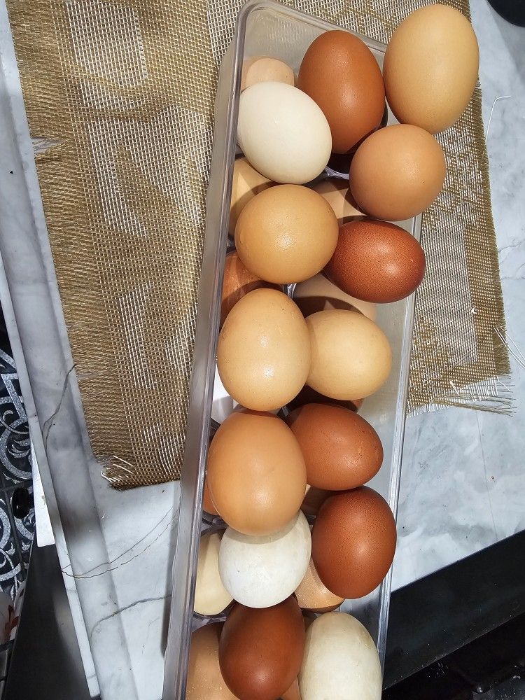 Huevos Frescos 🥚🥚gallina De Rancho