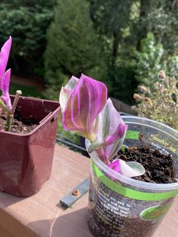 Small Tradescantia Nanouk