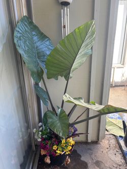 Large Live Elephant Ear Tropical Plant with Decorative Flowers