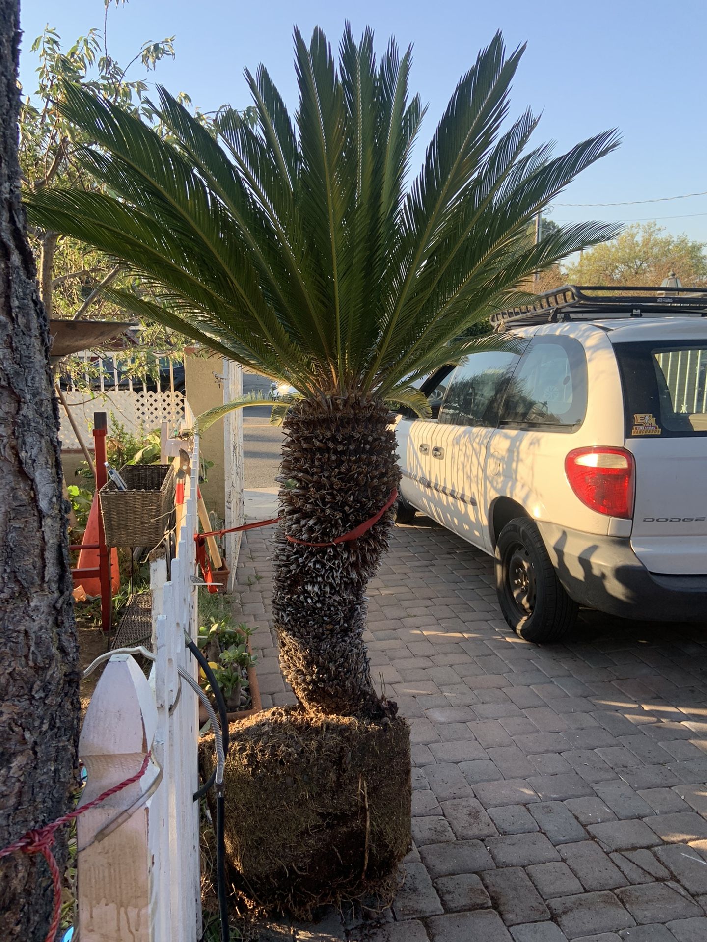 Sego palma La tenía yo en maceta pero se quebró necesita plantarse en el suelo