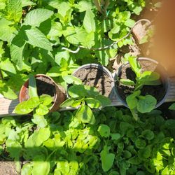 Malabar Spinach Plant Pot