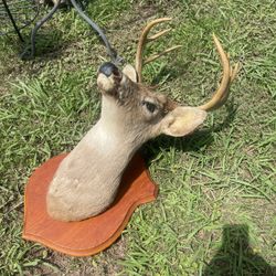 Got 2 Deer Mount