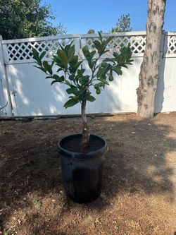 10 year old Dwarf lemon tree in 15 gallon