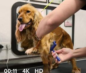 Dog Grooming Brushes