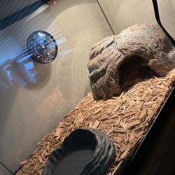 Python Terrarium